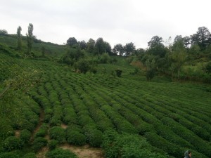 چشم انداز طبیعت باغ چای
