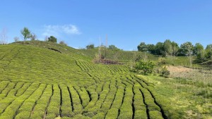 چشم انداز طبیعت باغ چای