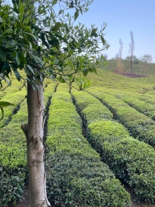 چشم انداز طبیعت باغ چای