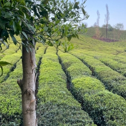 چشم انداز طبیعت باغ چای