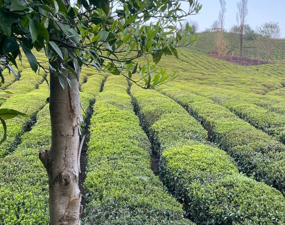 چشم انداز طبیعت باغ چای