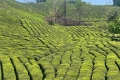 چشم انداز طبیعت باغ چای