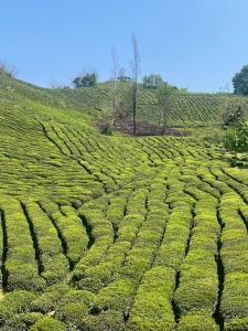 چشم انداز طبیعت باغ چای