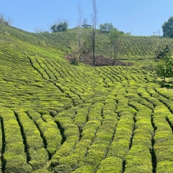چشم انداز طبیعت باغ چای