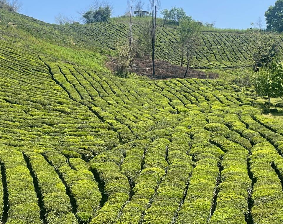 چشم انداز طبیعت باغ چای