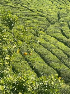 چشم انداز طبیعت باغ چای