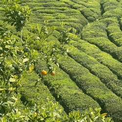 چشم انداز طبیعت باغ چای