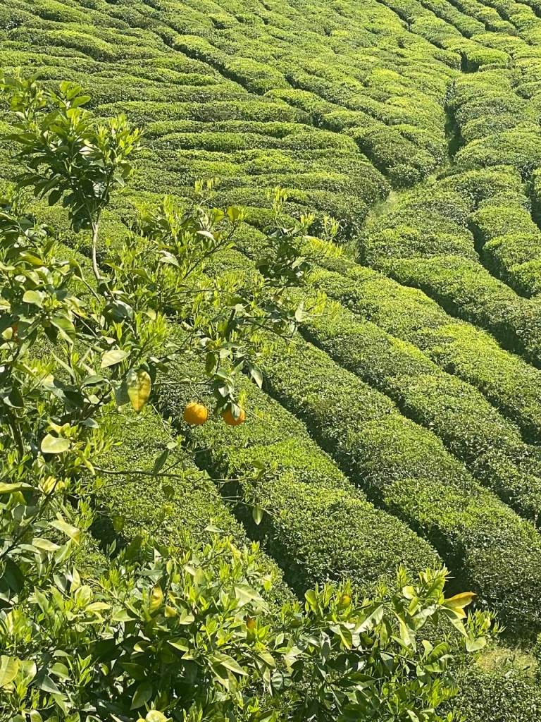 چشم انداز طبیعت باغ چای