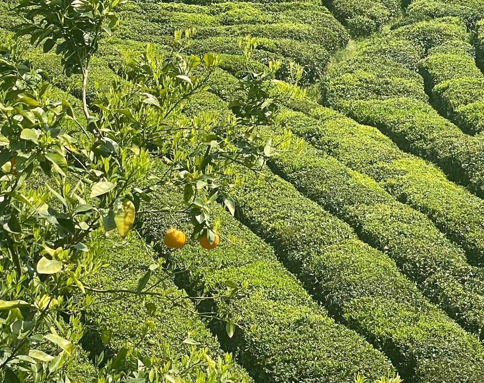 چشم انداز طبیعت باغ چای