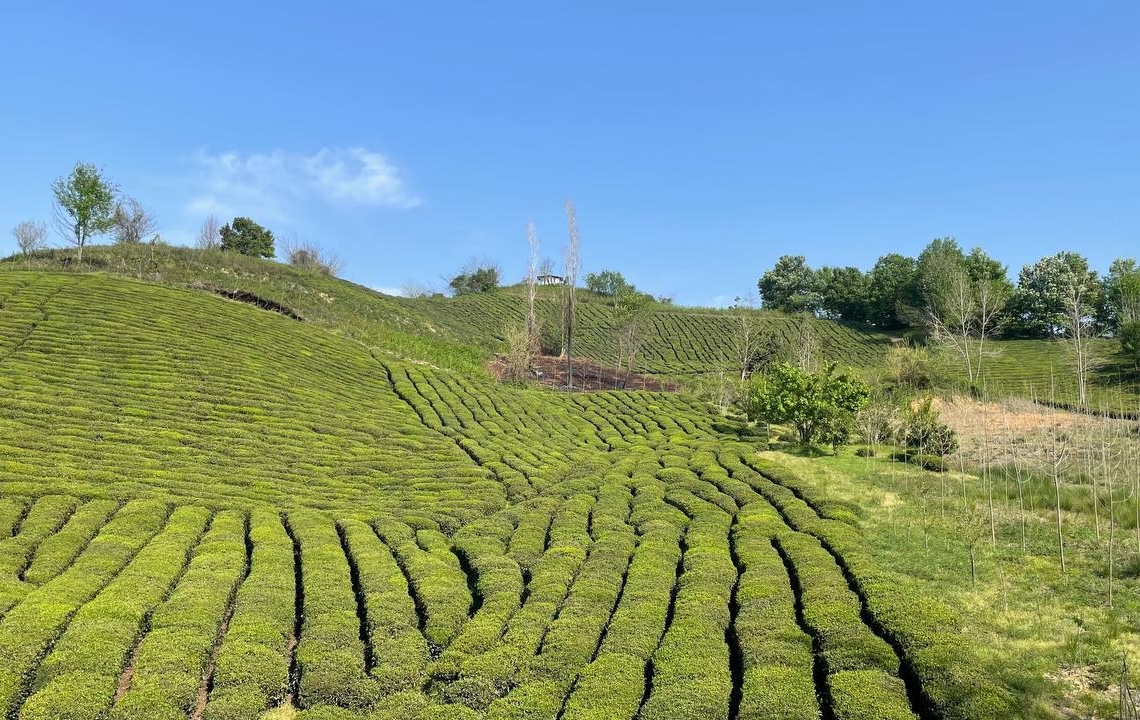 چشم انداز طبیعت باغ چای