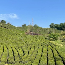 چشم انداز طبیعت باغ چای